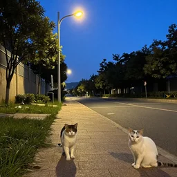 cats on sidewalk under street lamp