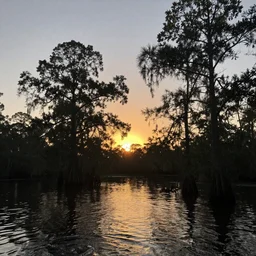 a study in halftones of the everglades at sunset