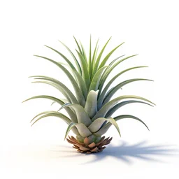air plant, stylized pixar-style 3d render, full body, isolated on a pure white background, centered, entire subject in frame, sharp focus, soft studio lighting