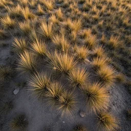 aerial overhead close up shot of badlands grassland ground with tuft grass, dirt, rocks in golden hour lighting