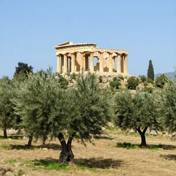 olive trees in an ancient greek temple landscape, photograph of the year