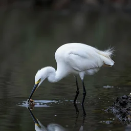 an extremely detailed masterpiece photorealistic of a snowy egret hunting food along the shoreline with reflection, in the style of hiromi gibbs, digital art, unreal engine, volumetric lighting, dark moody lighting, epic scene