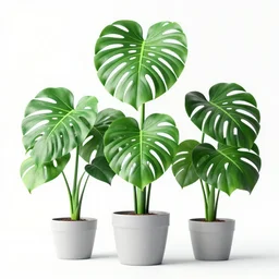 3 d render of monstera plant