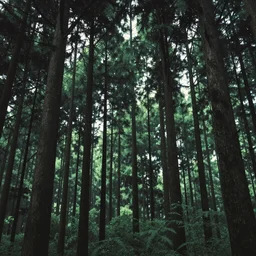 a forest with extremely thin tall trees, dense, very epic atmosphere, by asher brown durand, by yoshitaka amano