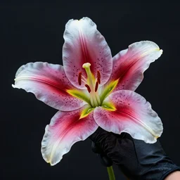 detailed surreal prism lily by chris wood, holden in a hand in a glove, stunning, deep colors, caustics, 4 k photo