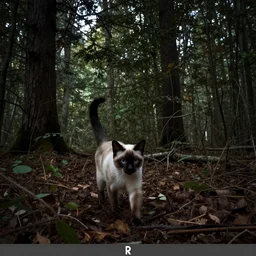 siamese cat stalking in woods, trail cam footage, creepy, dark, realistic