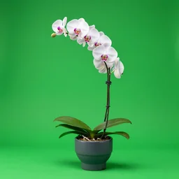 a orch in a green screen portrait