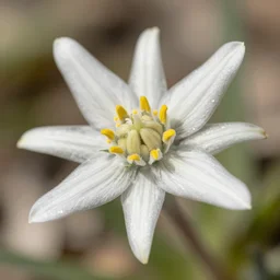 macro of edelweiss flower