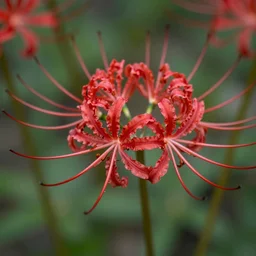 red spider lily by kaethe butcher