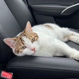 photo cat of which lying on the car