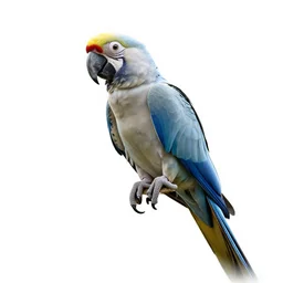 albino macaw, photorealistic wildlife photography, full body, isolated on a pure white background, centered, entire subject in frame, sharp focus, soft studio lighting