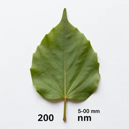 picture of leaf at 5 0 mm and 2 0 0 mm