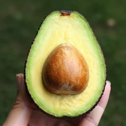 an avocado pit that looks like the head of bob ross!!!!!!