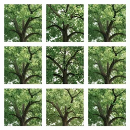 nine images arranged in three rows and three columns each containing nine images arranged in three rows and three columns of : a photo of a tree