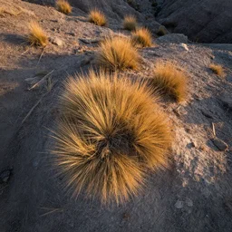 aerial overhead close up shot of badlands ground with tuft grass and rocks in golden hour lighting