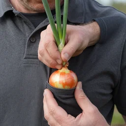Doug Mountjoy potting an onion in the middle pocket