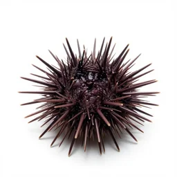 fluffy sea urchin, photorealistic wildlife photography, full body, isolated on a pure white background, centered, entire subject in frame, sharp focus, soft studio lighting