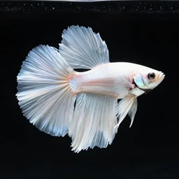 a graceful iridescent white betta fish with long swirling fins, black-water-background, white smoke