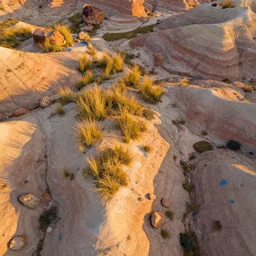 aerial overhead close up shot of badlands ground in a vector art screen print style with few bold colors and shapes with tuft grass and rocks in golden hour lighting