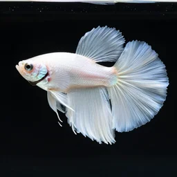 a graceful iridescent white betta fish in black water