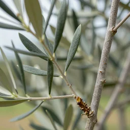 a wild olive branch being grafted onto an olive tree, award winning nature photography, highly detailed,