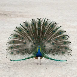 nature landscape with peacock feathers on the ground