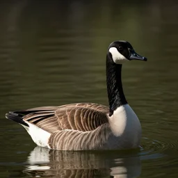 on a pond, one canada goose is on top of another