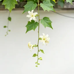 a flowering rata vine