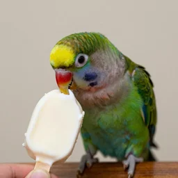 a lovebird parrot nibbling an ice cream