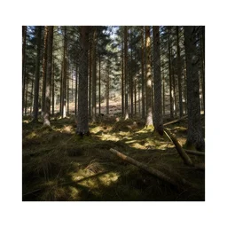 The scottish caledonian forest has been restored, national geographic film