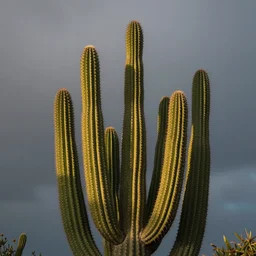 scrape cactus