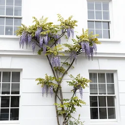 3 5 mm photograph of wisteria climbing up a white home in kensington london, high key, highly detailed