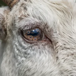 closeup of a saturated goat eye with many pupils by lise deharme