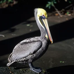a photo of a pelican salamander in its natural habitat, kodak ektachrome e 1 0 0 photography