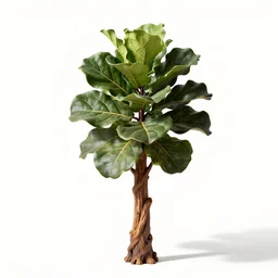 carved wooden fiddle leaf fig tree, photorealistic wildlife photography, full body, isolated on a pure white background, centered, entire subject in frame, sharp focus, soft studio lighting