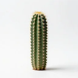 tiny barrel cactus, studio photography, full body, isolated on a pure white background, centered, entire subject in frame, sharp focus, soft studio lighting