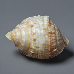 shellfish painted by georgia o'keefe