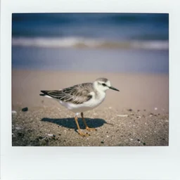 old Polaroid photo of a bird on the beach