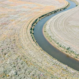 aerial view photo of a field of flowers with a winding river, pastel faded effect, synthwave colors, 8K
