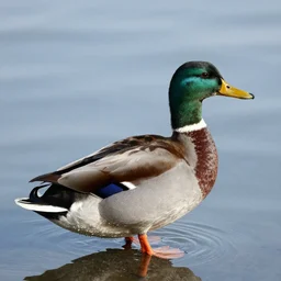 a duck in the style of Stephen Cartwright