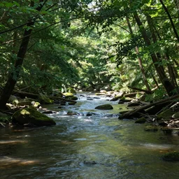 a forest with sunlight shining through the branches of trees, a river flows through with a deer drinking the water, a golden eagle flies close to the camera 4k