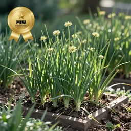 chinese chives without flowers in garden. photo. award - winning.
