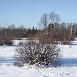 a winter landscape with shrubs and trees on a clear day, in abstract style