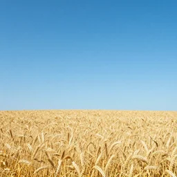 photo of clear blue sky and yellow wheat field, hd, beautiful, perfect light, photorealism, highly detailed, symmetry