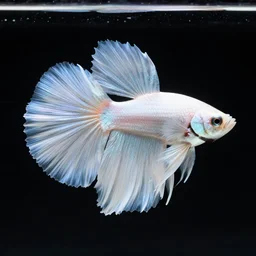a graceful iridescent white betta fish with long swirling fins, black-water-background, photo, artstation, alphonse-mucha