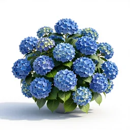 giant hydrangea, clean 3d render, full body, isolated on a pure white background, centered, entire subject in frame, sharp focus, soft studio lighting