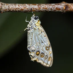 butterfly emerging from a cocoon, highly detailed, macro zoom, photograph, rainforest