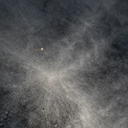 specks of dust by scott carr