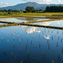the reflections in rice fields of blue sky and mountains with trees sunlight at 6 : 1 0 pm in taiwan