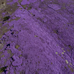 landscape covered in purple mold, arial view